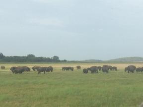 Herd of Elephant in Sri Lanka