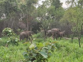 Elephant safari