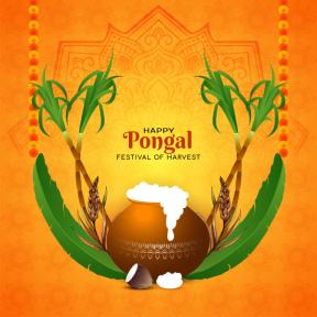 Pongal Festival