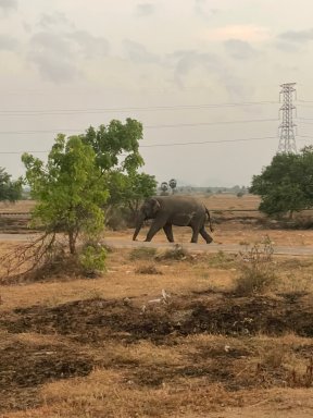 Picture: /imgresize/w288/images/blog-files/732/elephant.jpg