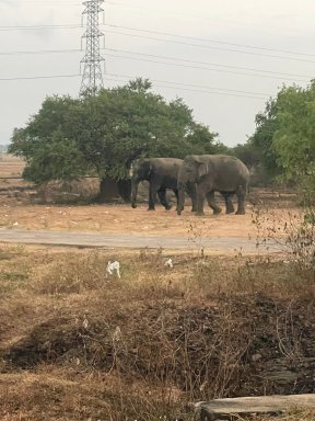 Picture: /imgresize/w288/images/blog-files/732/elephants.jpg